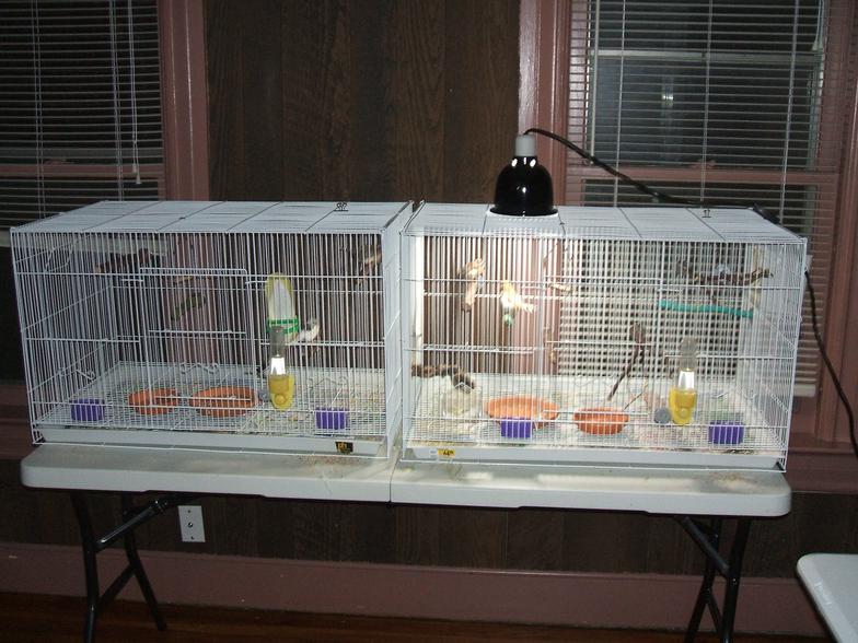 finch cage